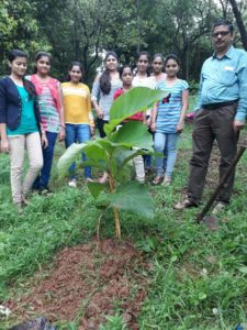 vrukshancha vaddivas 17-4