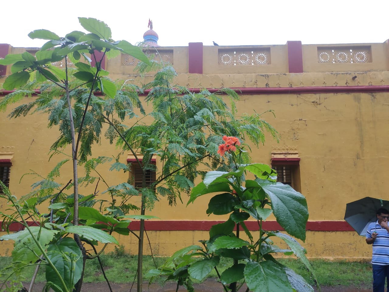 वृक्षवाढदिवस - २०२०